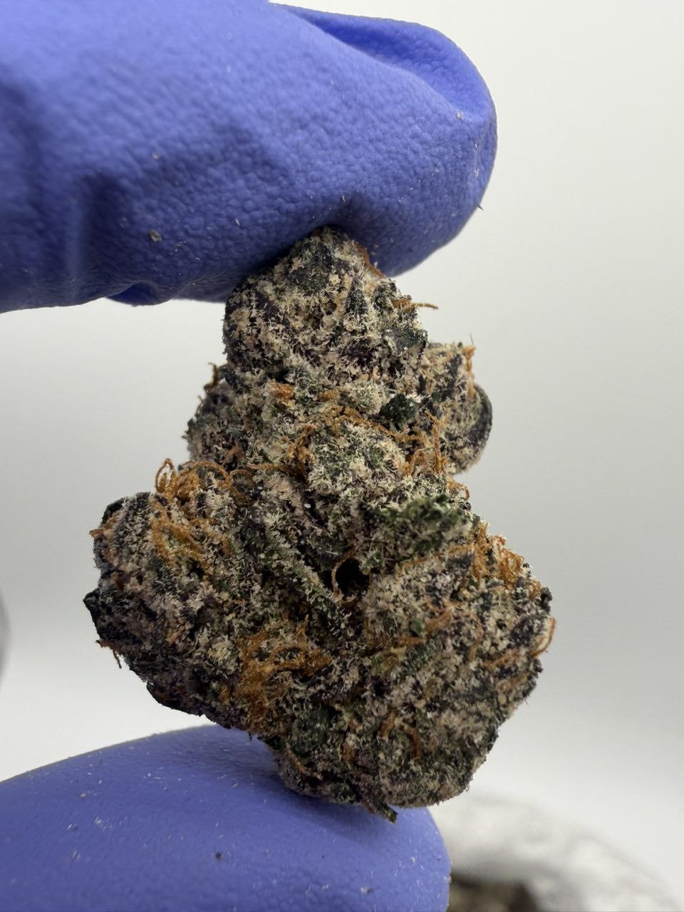 GARLIC POP ROCKS EXOTIC