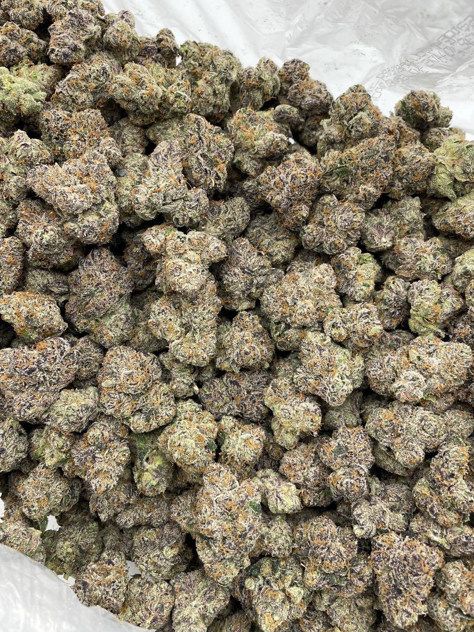 Cherry Bombay indoors THCa flower — bud structure shown in close detail