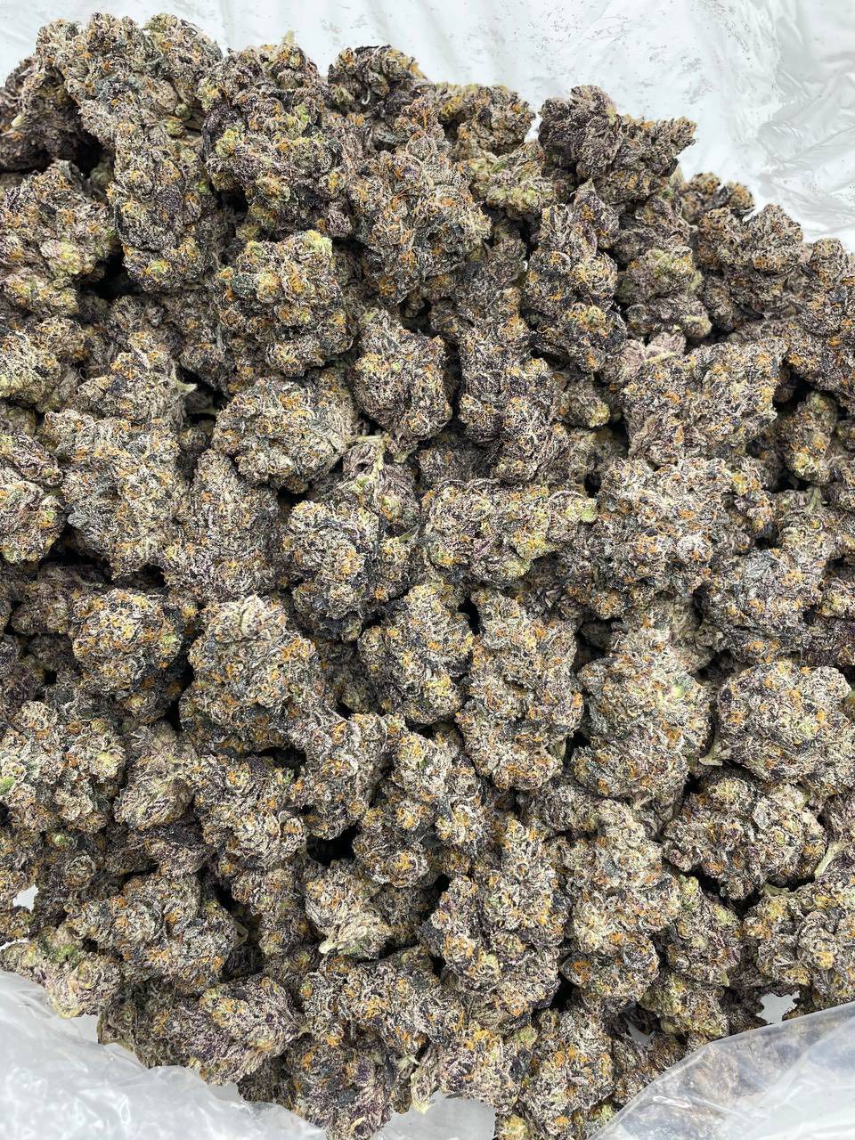 MIDNIGHT JELLIEZ THCa flower — bud structure shown in close detail