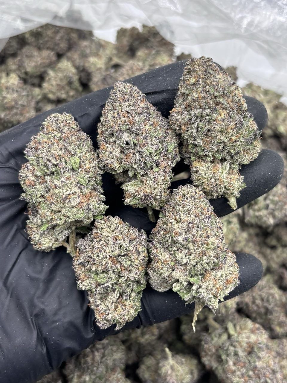 GRAPE CARTEL MIX LIGHTS