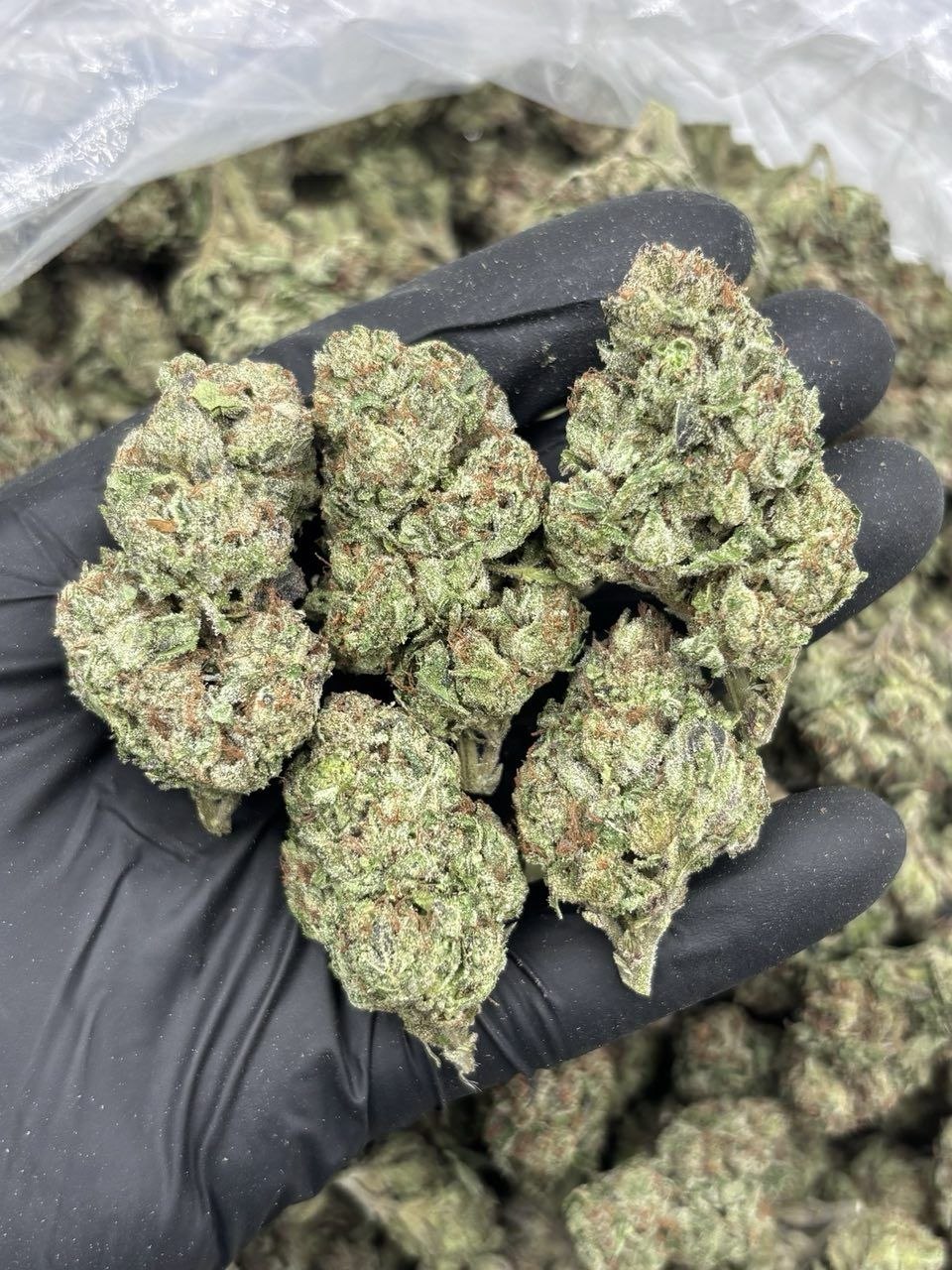 LEMON CHERRY RUNTZ MIX LIGHTS