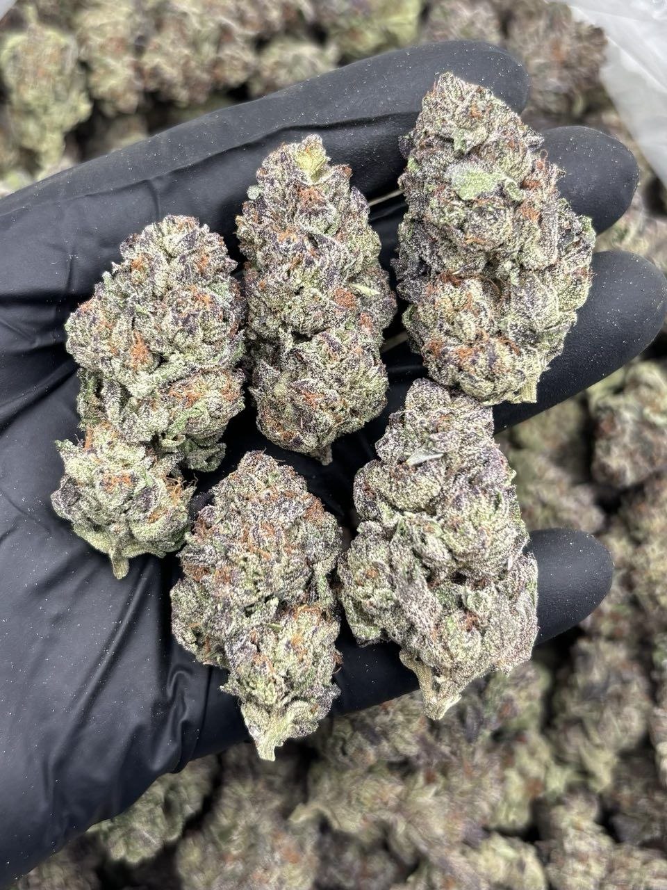 CHOCOLOPE MIX LIGHTS