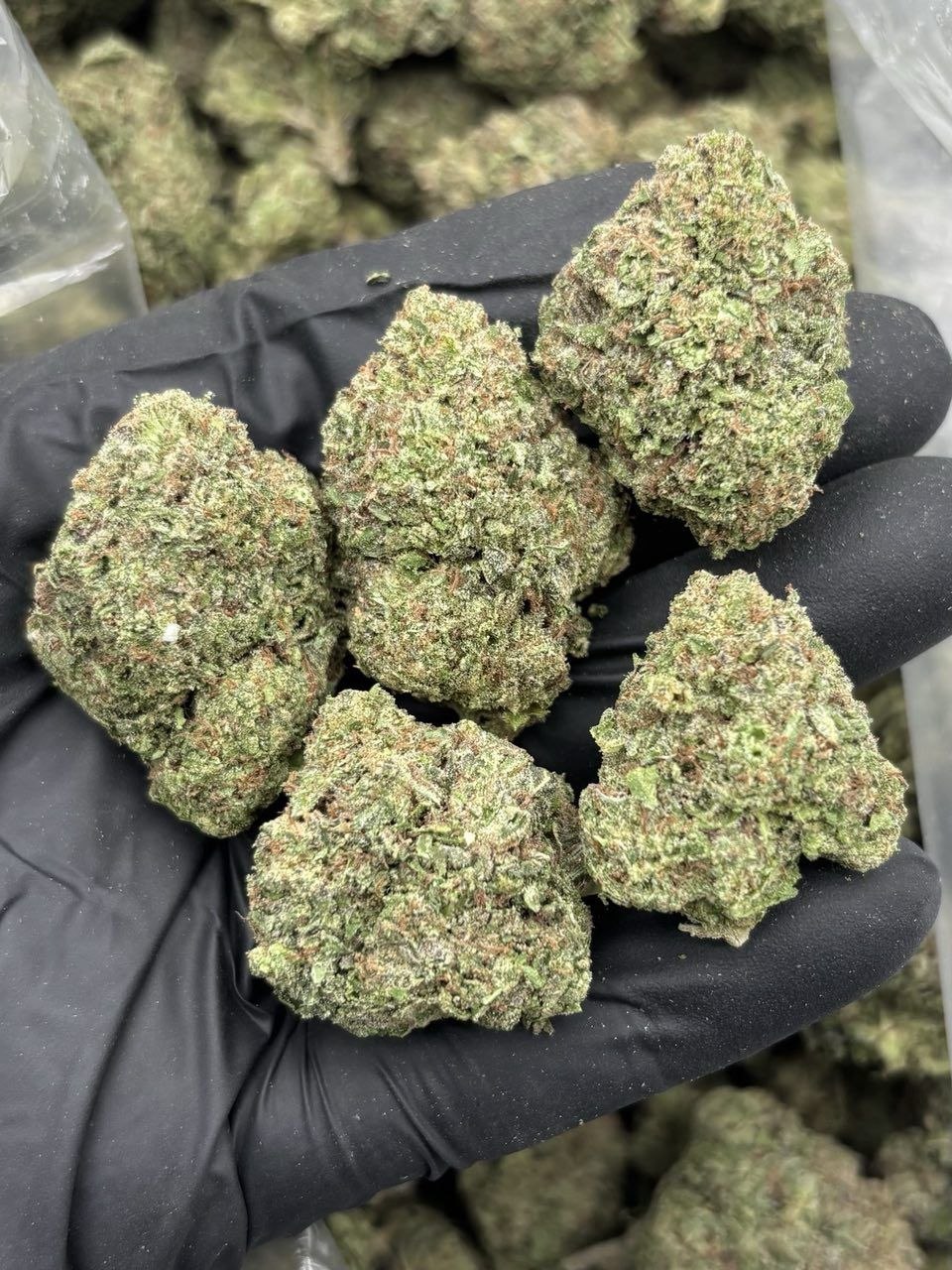 GOBSTOPPERS MIX LIGHTS