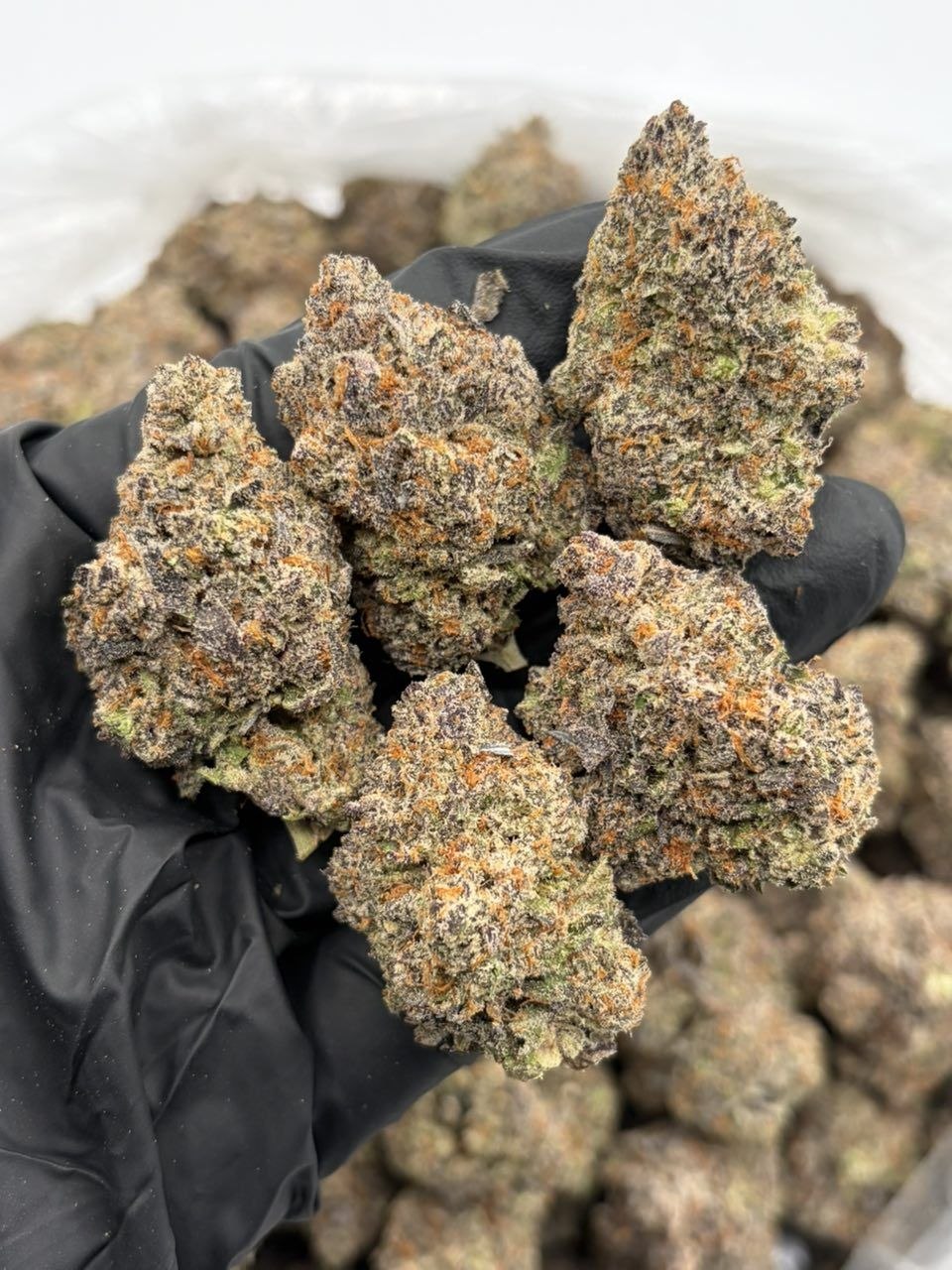 Dulce mimosa