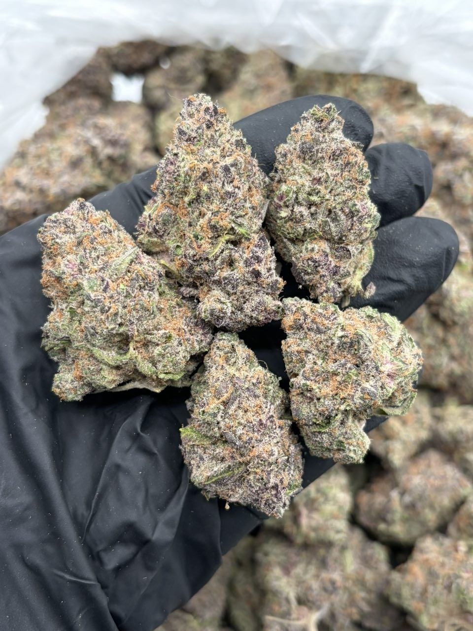 Apple lilac Sherb D7