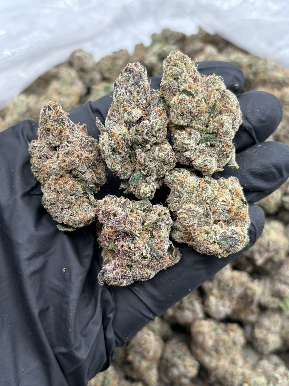 Sour apple gelato C9