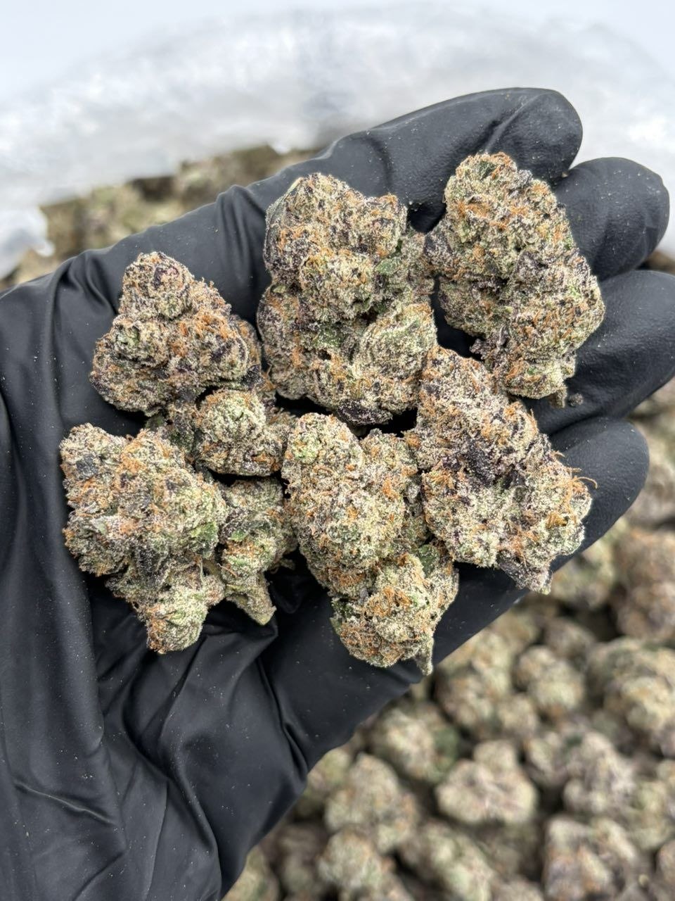 Frozen bubblegum C6