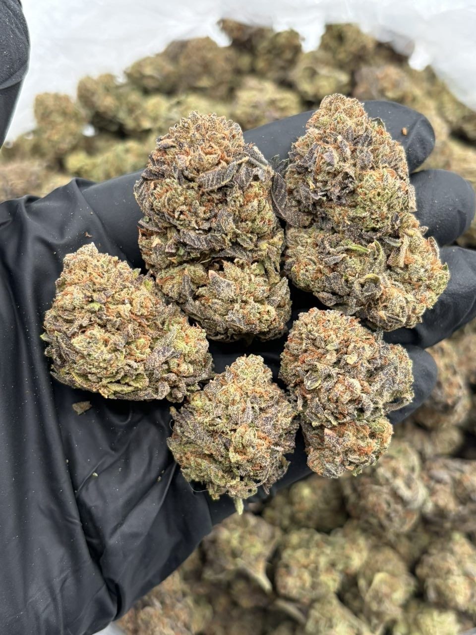 Lemon cherry delight J7