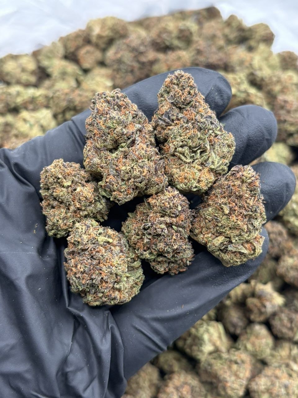 King gelato J7