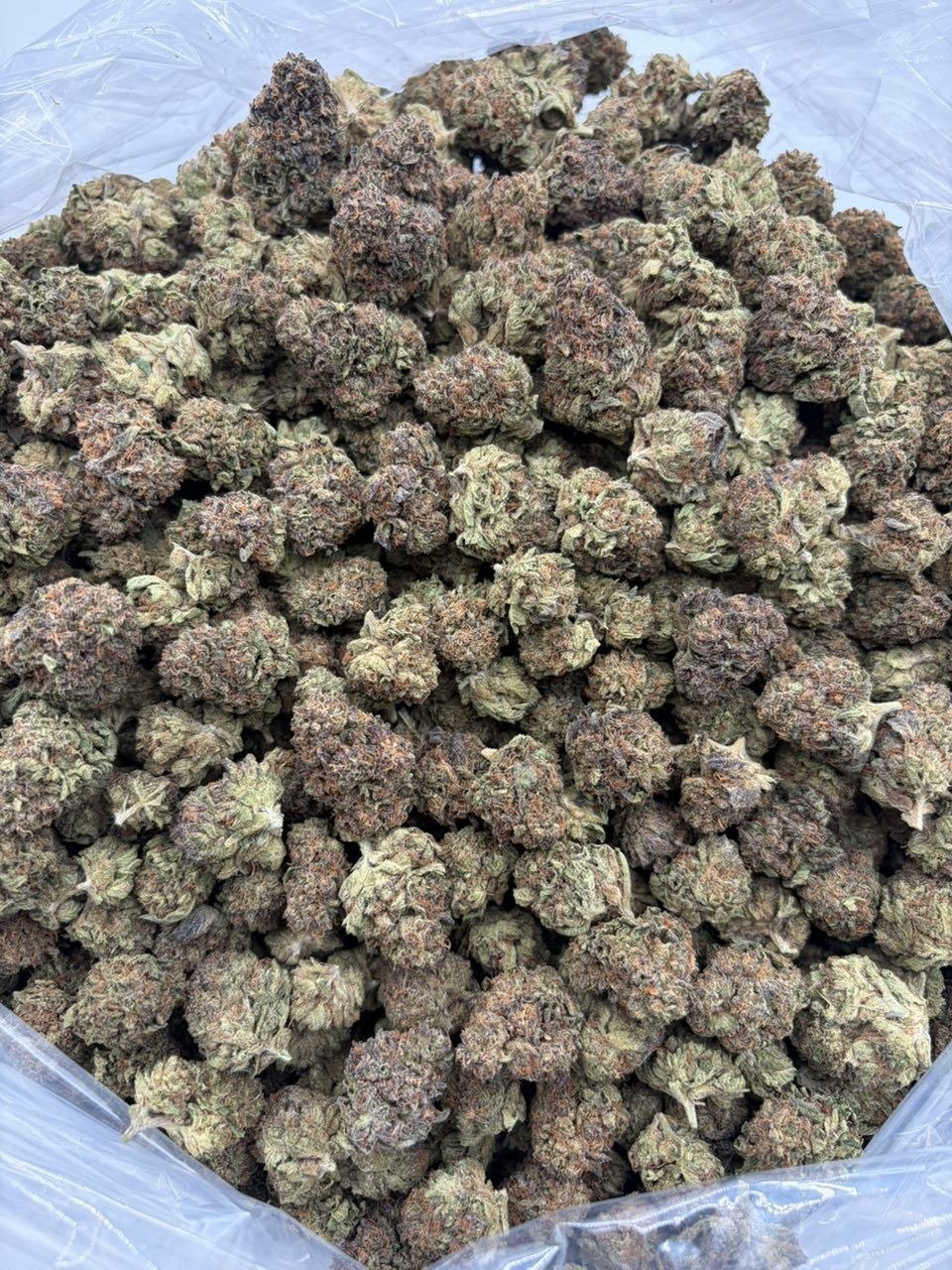King gelato J7 THCa flower — bud structure shown in close detail