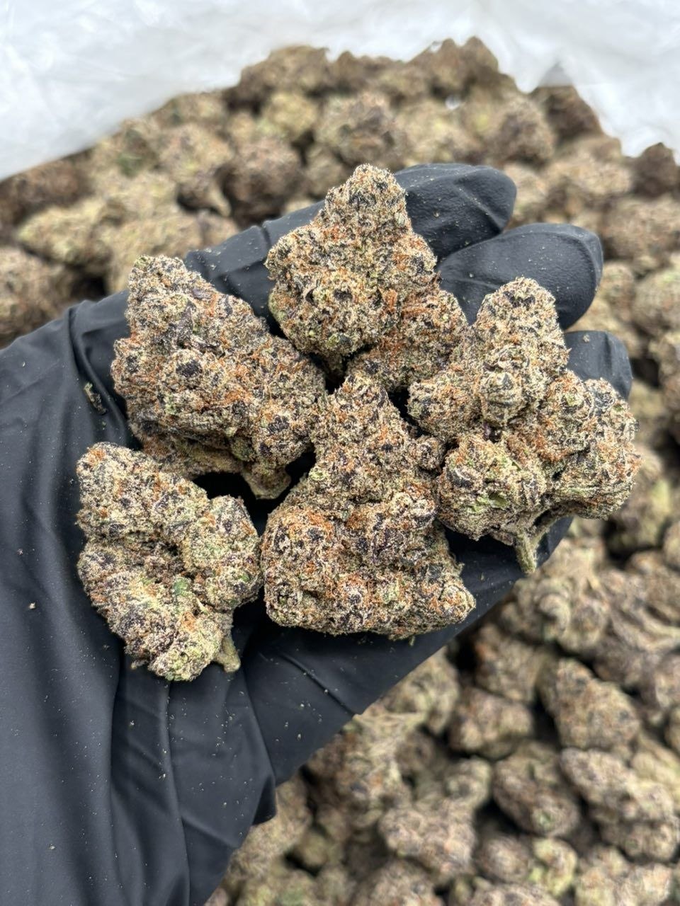 Black Cherry Gelato